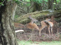 Doe and fawn