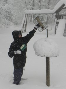 "Bird Lady" replenishing the food 11-18-2014