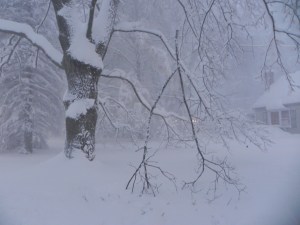 Mother Nature's Wishbone?  11-18-2014