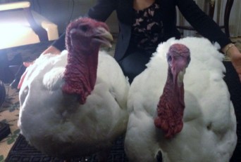 Jessica Santillo with Turkey Survivors 11-25-14