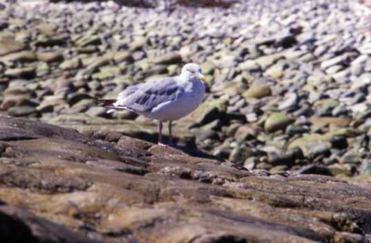 Solitary Seagull