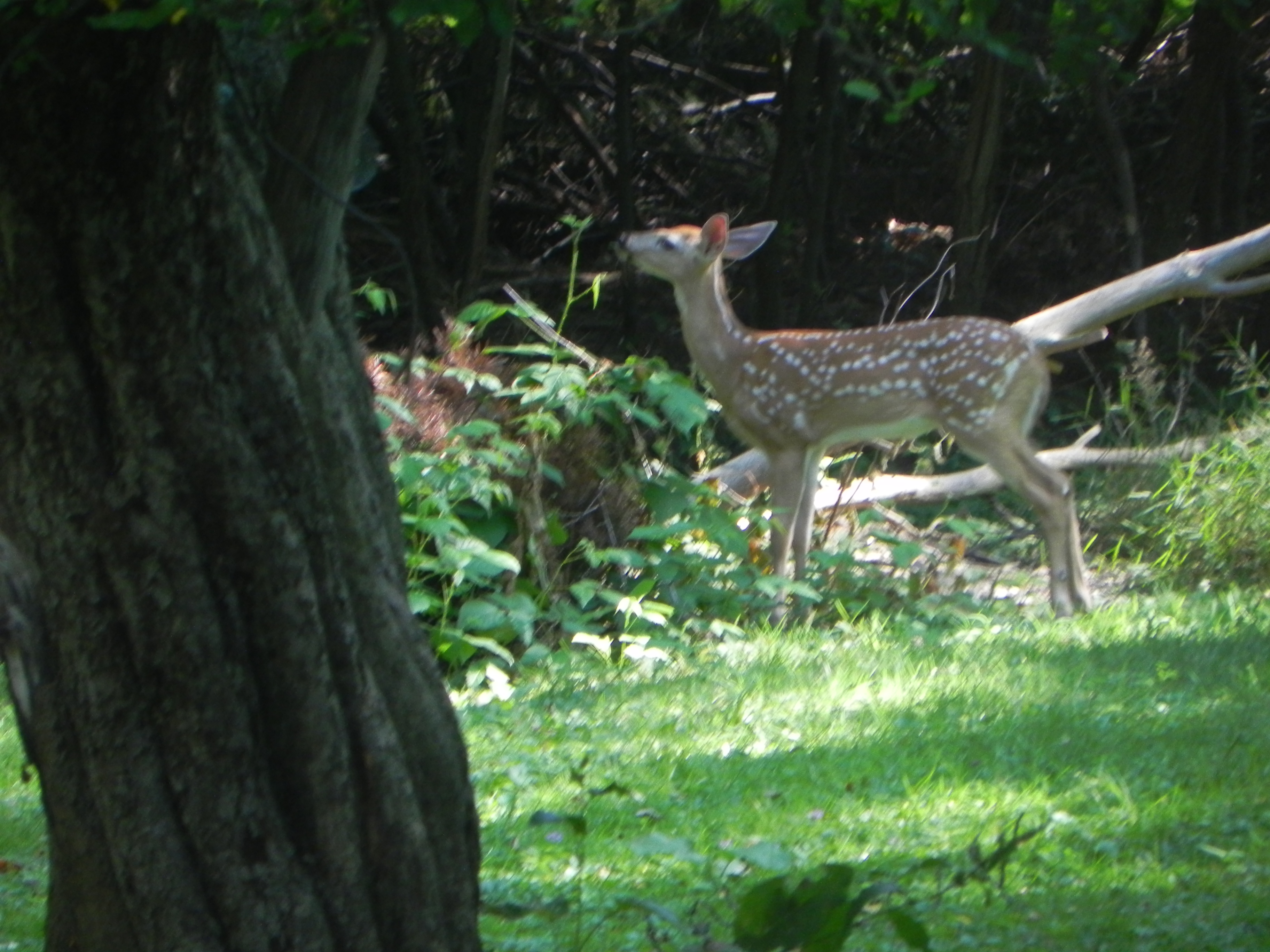 Fawn in backyard 07-14-11