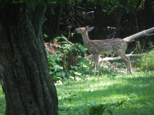 Fawn in backyard 07-14-11