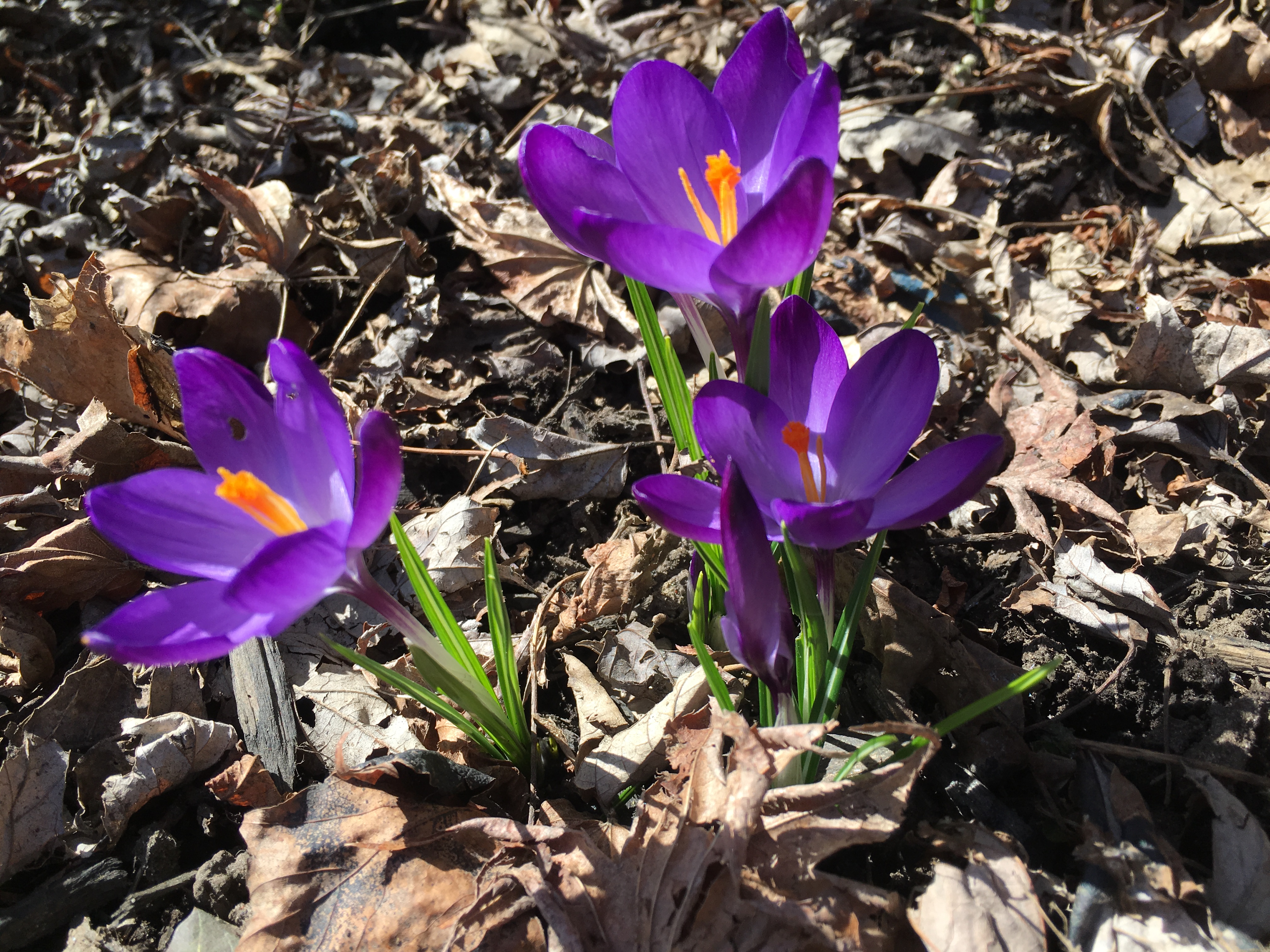Crocuses 03-22-21